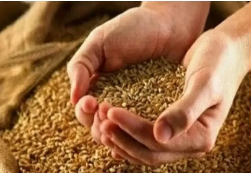 گندم اصلاح شده بذری|گل و گیاه طبیعی|اسلام‌‌آباد غرب, |دیوار