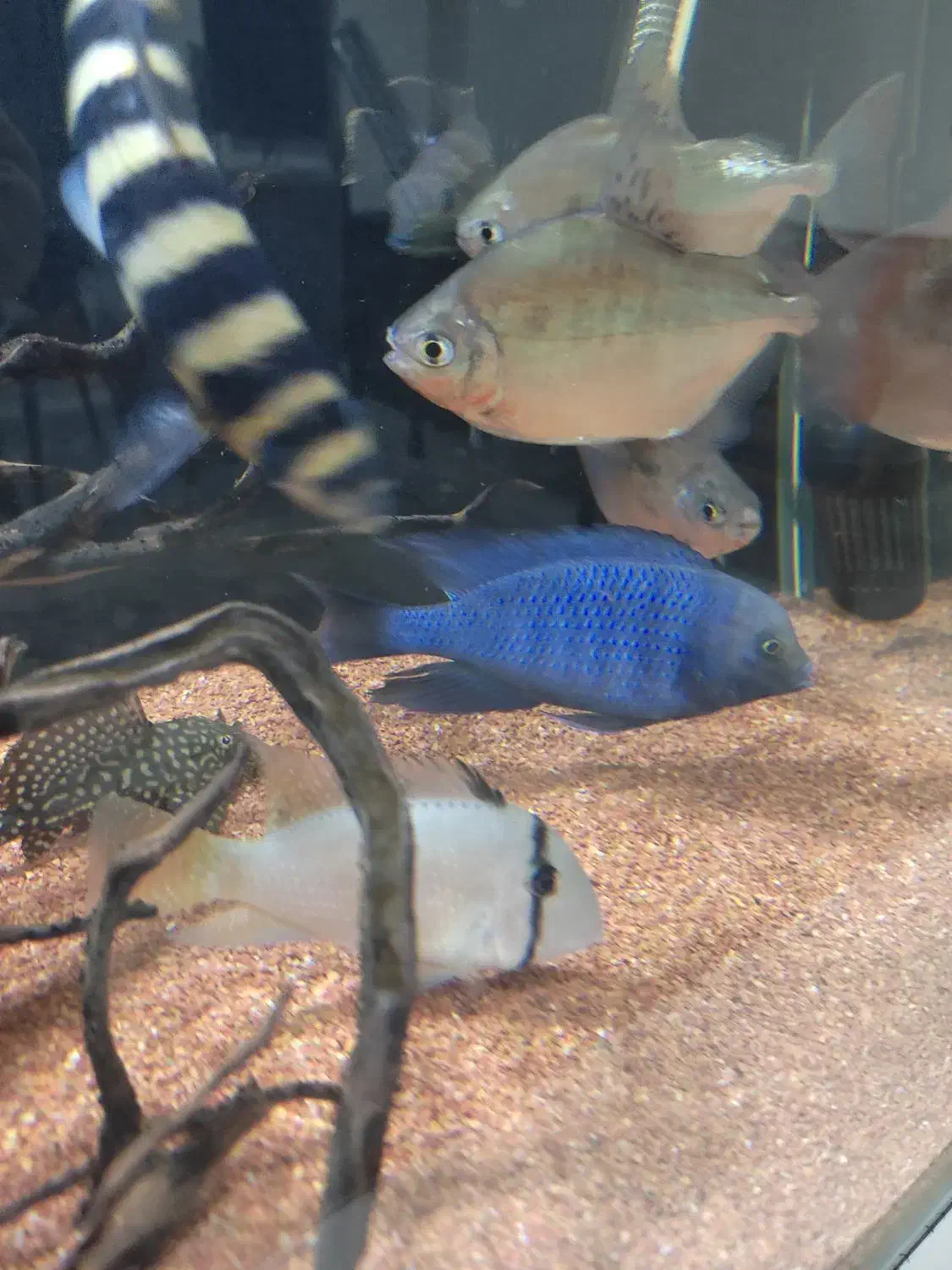 ماهی بلو دلفینی|ماهی|پاکدشت, پاکدشت (مامازند)|دیوار