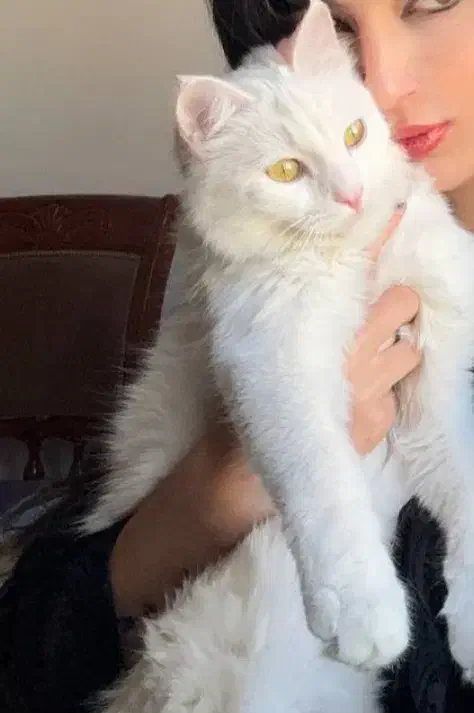 گربه پرشین|گربه|محمدشهر, شهرک پیام (مهرالبرز)|دیوار