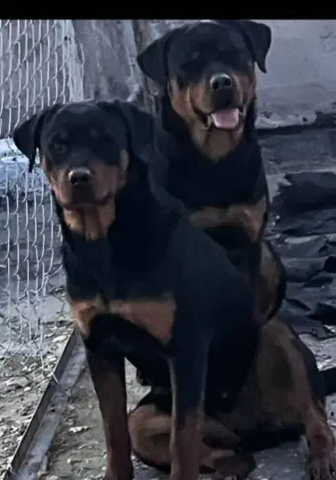 واگذاری روتوایلر|سگ|فولادشهر, B2|دیوار