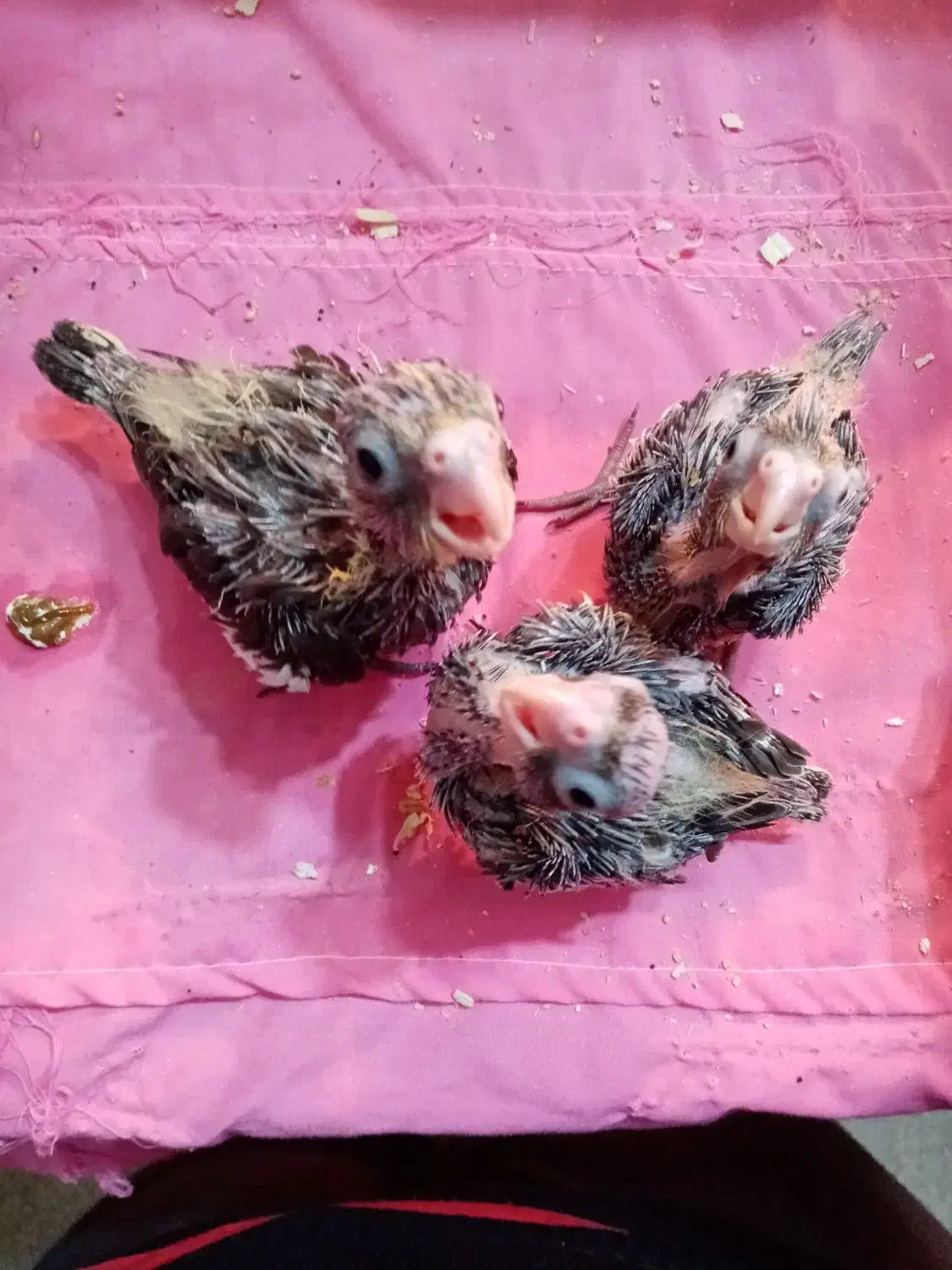 جوجه عروس های سرلاکی ((پرورش خانگی))|پرنده|ساری, |دیوار