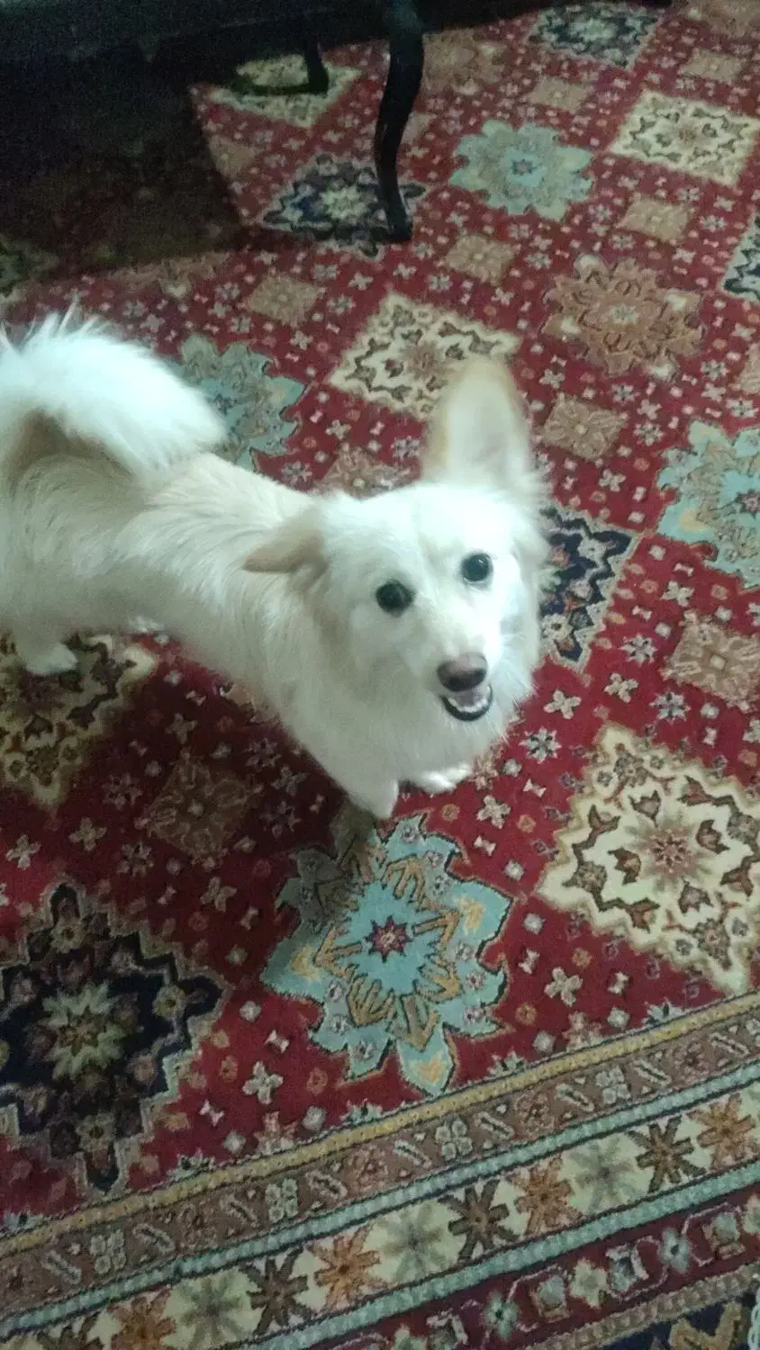 سلام یه سگ ماده دارم برای فروش|سگ|تفت, |دیوار