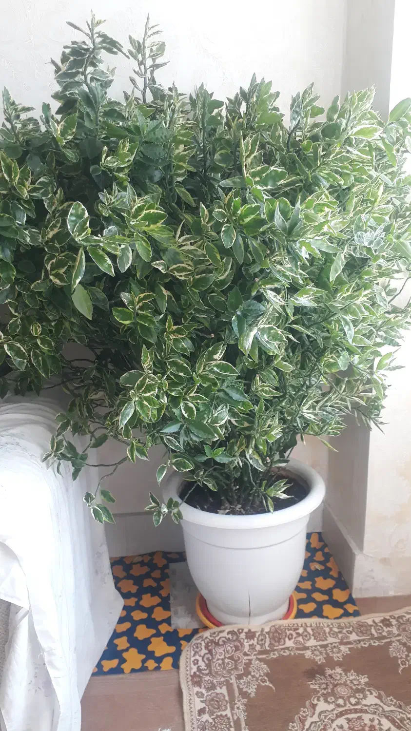 گل طبیعی وشاداب|گل و گیاه طبیعی|سنندج, |دیوار