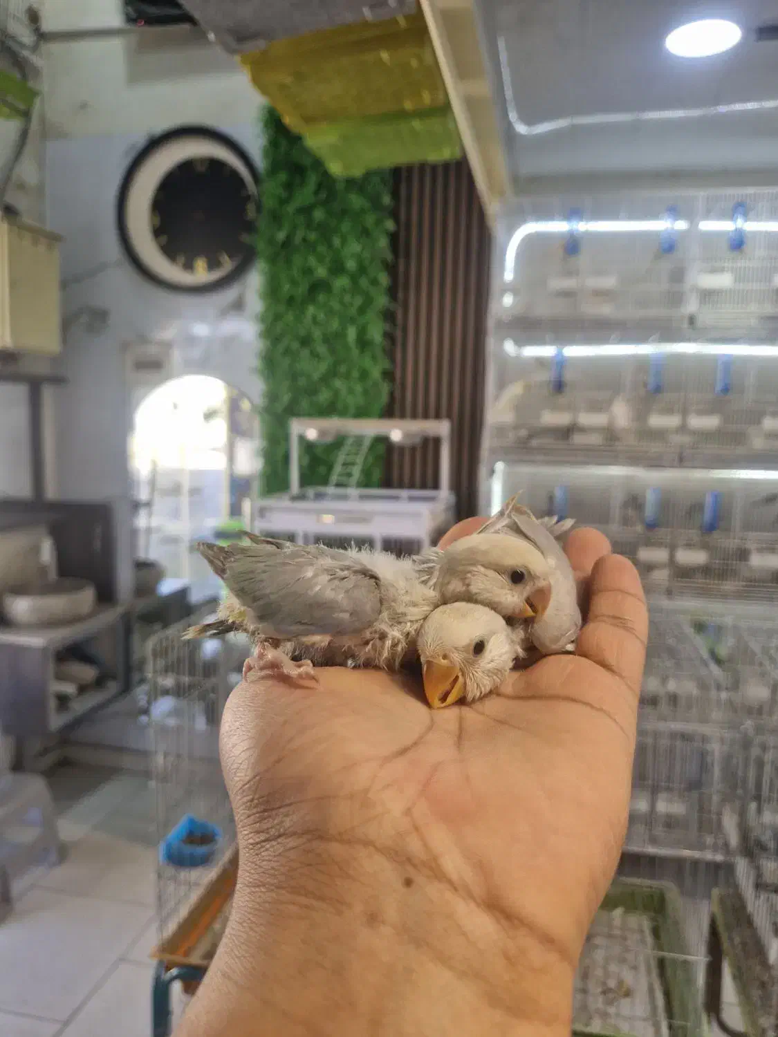 سرلاکی برزیلی|پرنده|قشم, |دیوار