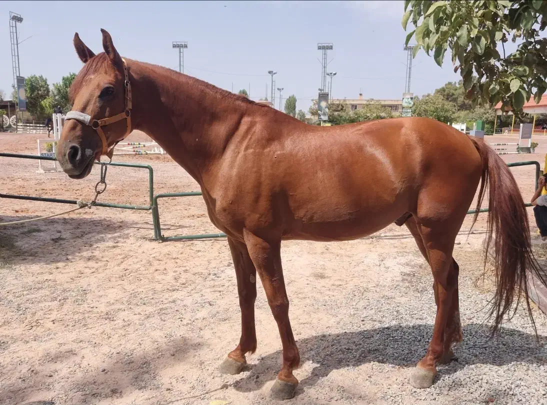 اسب پرشی یکسر خارجی|اسب و تجهیزات اسب‌سواری|رباط‌کریم, انجم آباد|دیوار