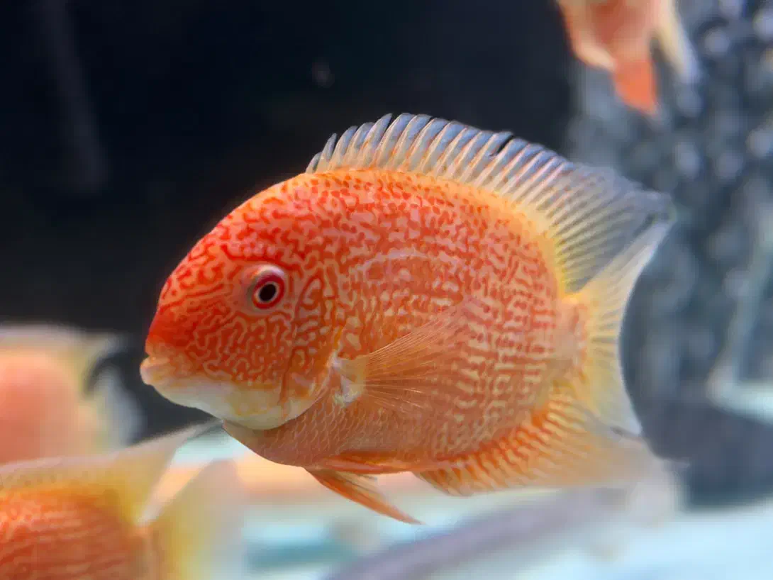 سوروم رد اسپاتت درشت|ماهی|تهران, اختیاریه|دیوار