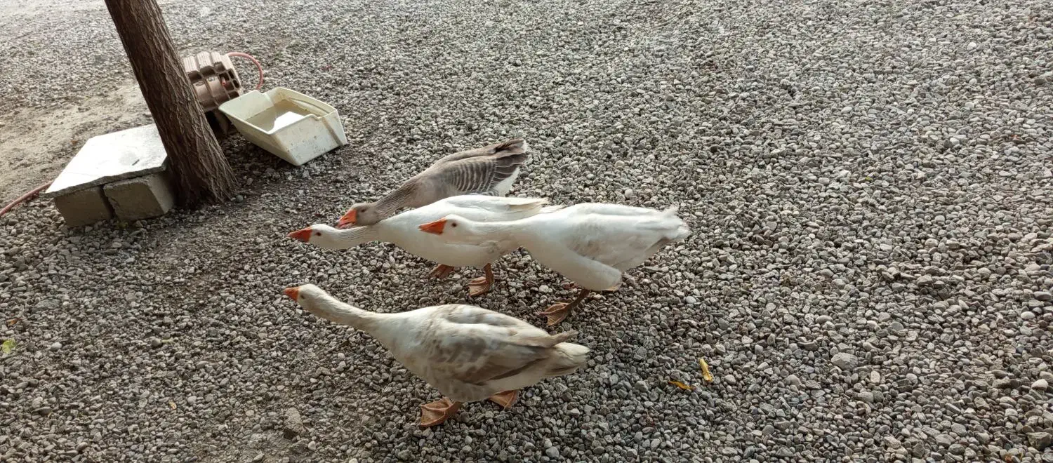 غاز|حیوانات مزرعه|گنبد کاووس, |دیوار