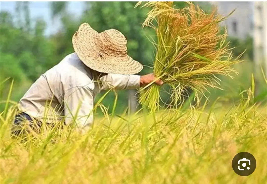 بورس برنج ایرانی برادران حسن زاده|خوردنی و آشامیدنی|تالش, تالش|دیوار