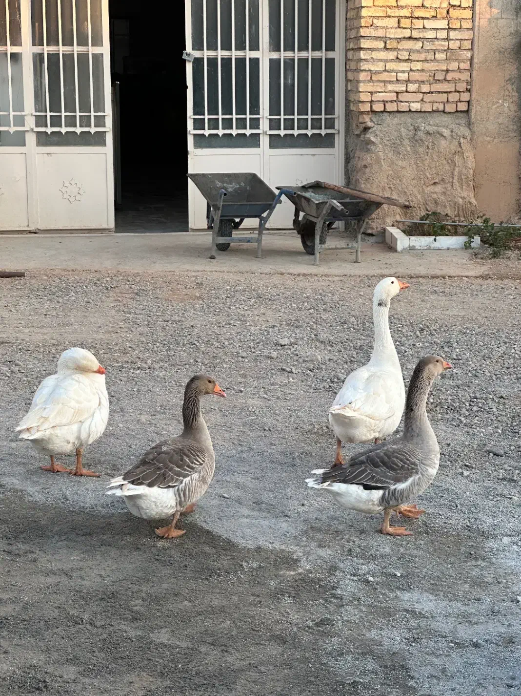 غاز و قوغاز|حیوانات مزرعه|بروجن, |دیوار