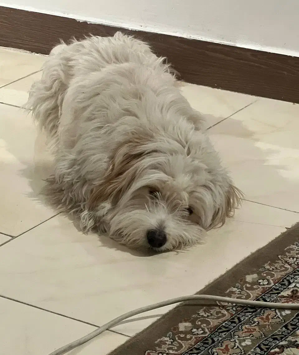 واگذاری سگ|سگ|سمنان, |دیوار