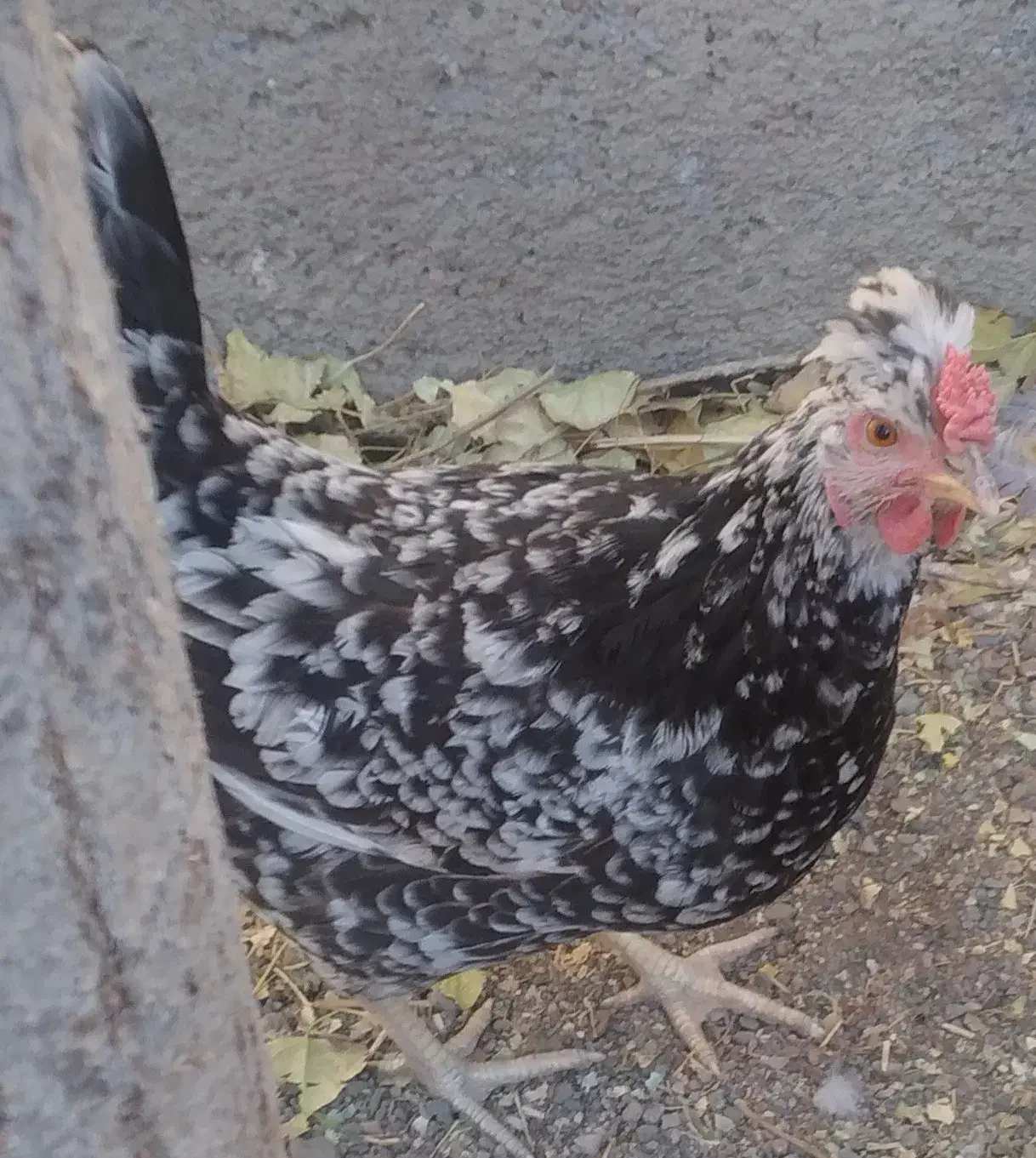 ۱۴عدد تخم مرغ نطفه دار گلین و ۴تا طاقچه|حیوانات مزرعه|مشهد, نوید|دیوار