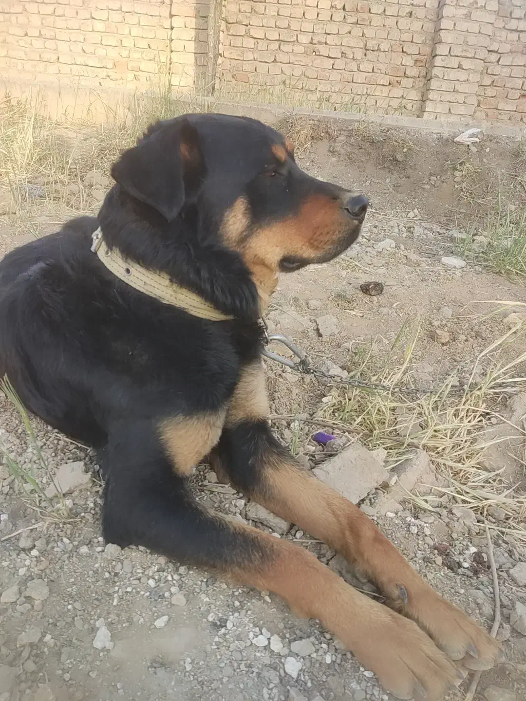 گمشده|سگ|اراک, |دیوار