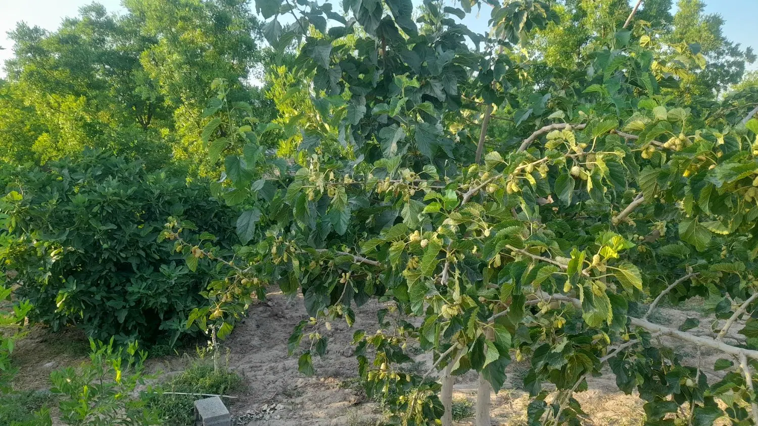 تصویر 5