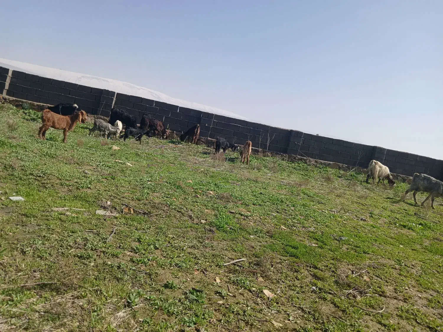 حیوان|حیوانات مزرعه|دهدشت, |دیوار