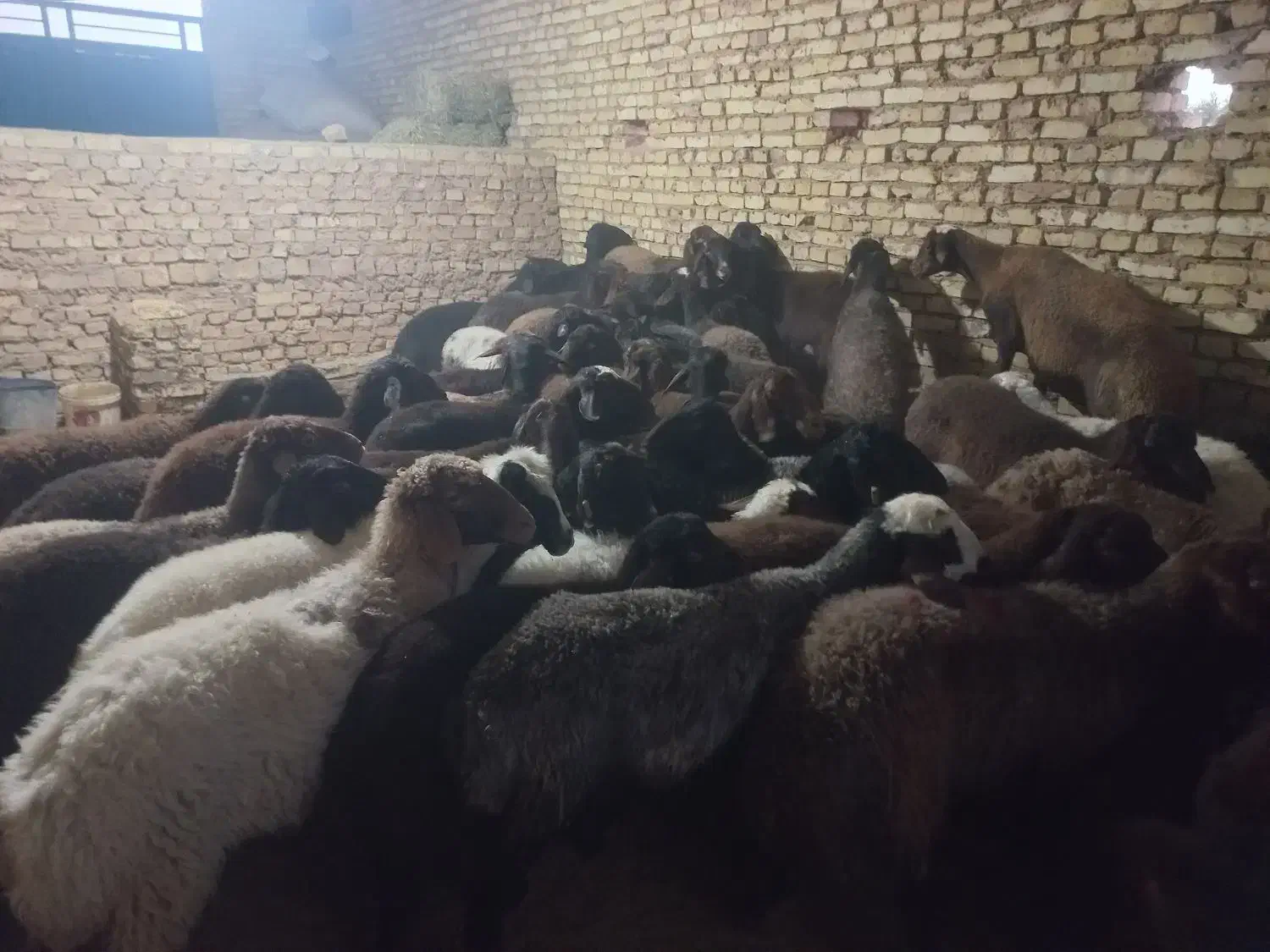میش افشار آبستن و بره دار|حیوانات مزرعه|اشکذر, |دیوار