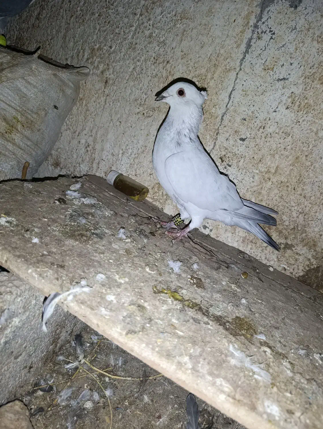 کبوتر نر ماده شامی سفید کرمونی|پرنده|بردسکن, |دیوار