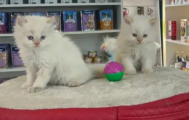 پرشین ردپوینت|گربه|مشهد, هنرستان|دیوار