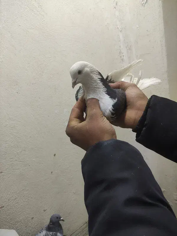 کفتره پرشی|پرنده|اصفهان, شهرک کوثر|دیوار