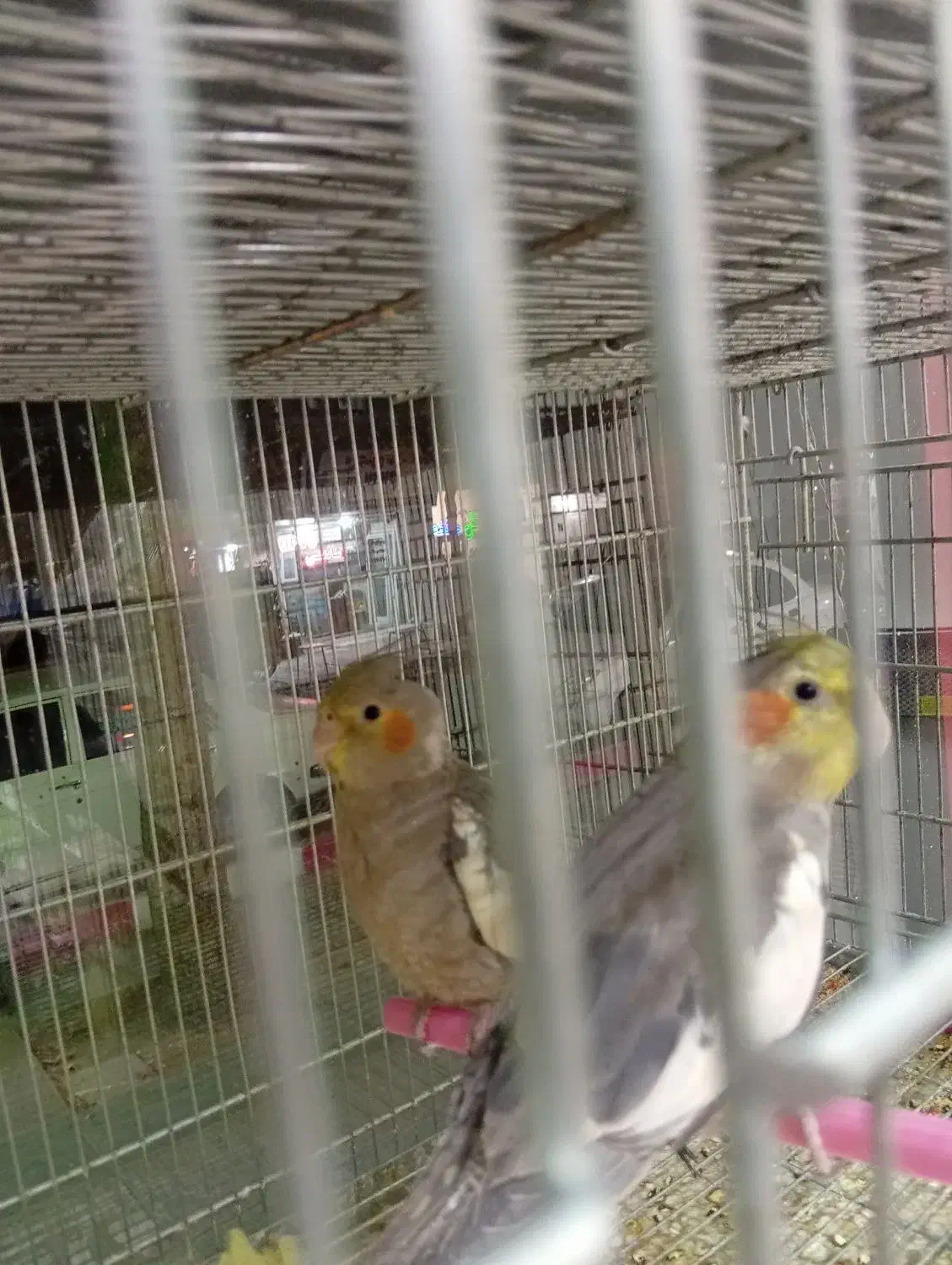 انواع طوطی  مرغ عشق.برزیلی.فنچ.عروس هلندی.گیرینچیک|پرنده|الوند, |دیوار