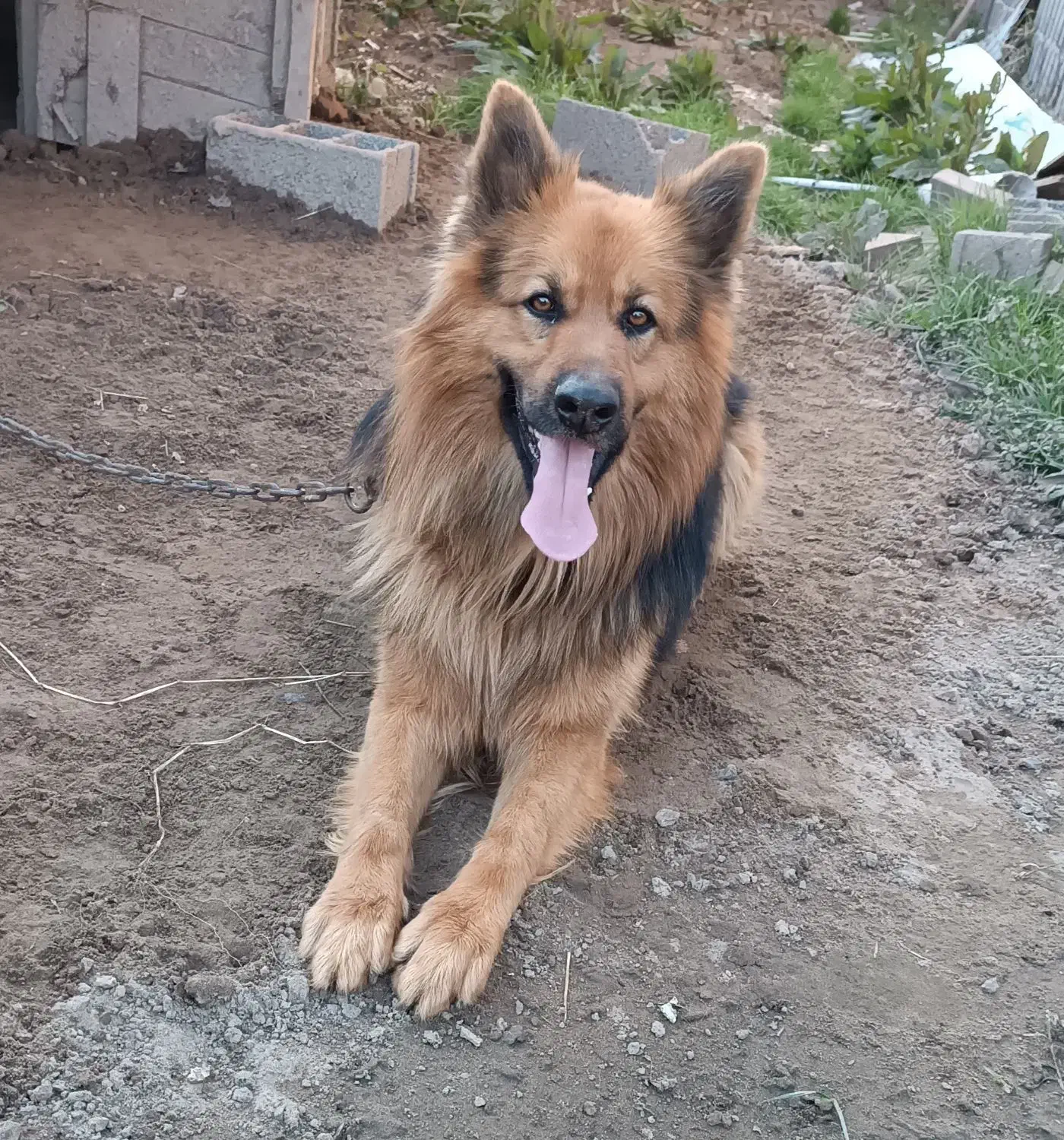 سگ ژرمن|سگ|لاهیجان, گلستان|دیوار