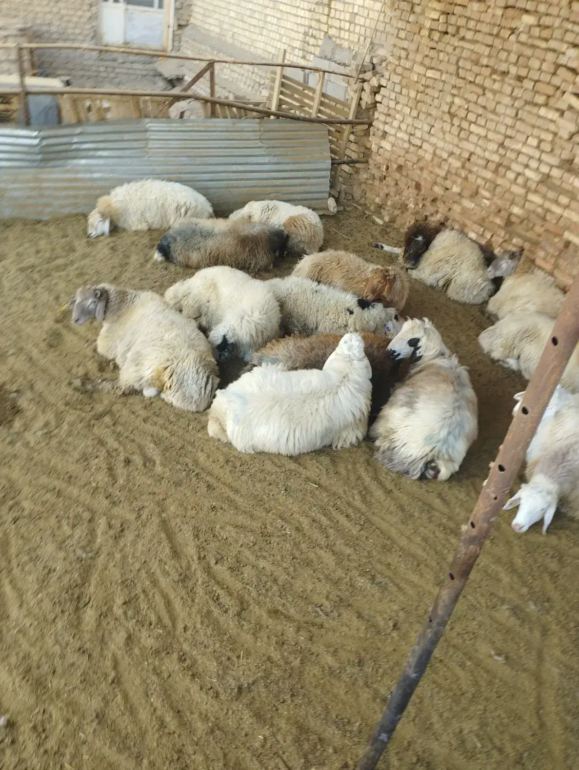 بره سنگین|حیوانات مزرعه|یزد, |دیوار