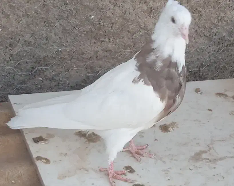 کبوتر طوقی|پرنده|مبارکه, |دیوار