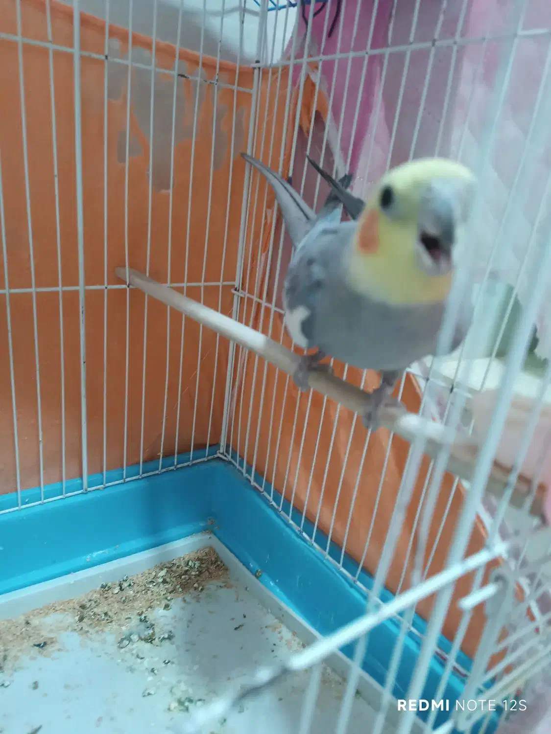 عروس هلندی|پرنده|آبدانان, |دیوار