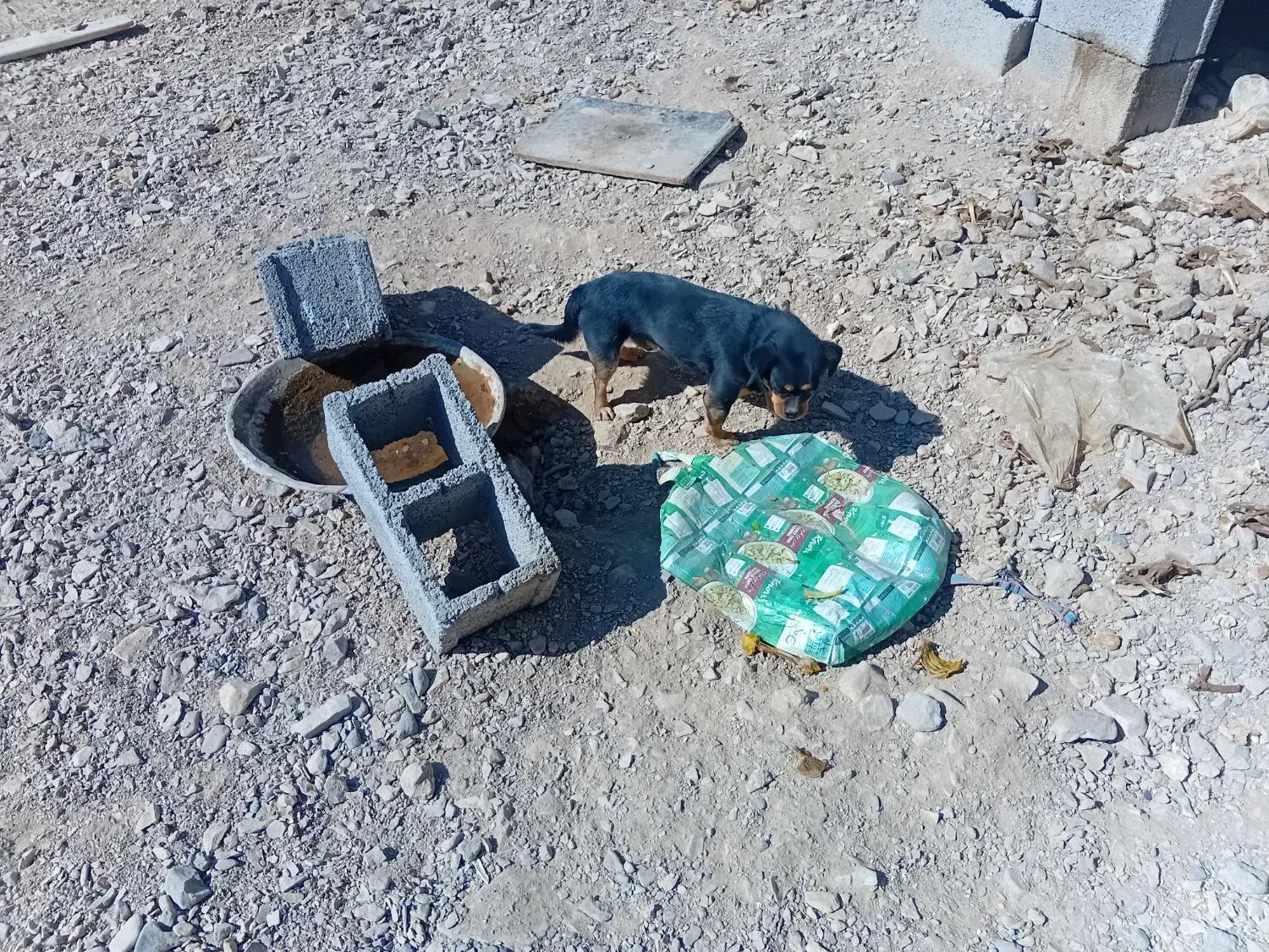 سگ خونگی|سگ|بردسیر, |دیوار