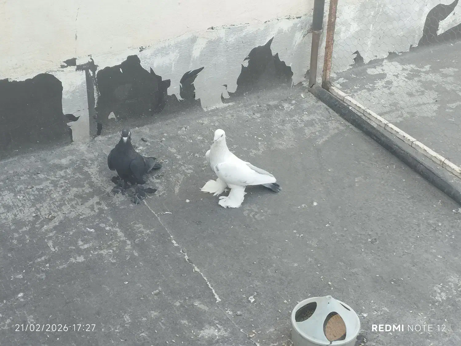 کبوتر|پرنده|تبریز, |دیوار