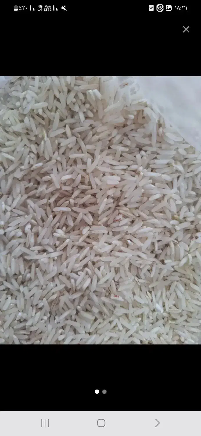 برنج طارم امسال|خوردنی و آشامیدنی|دهدشت, |دیوار