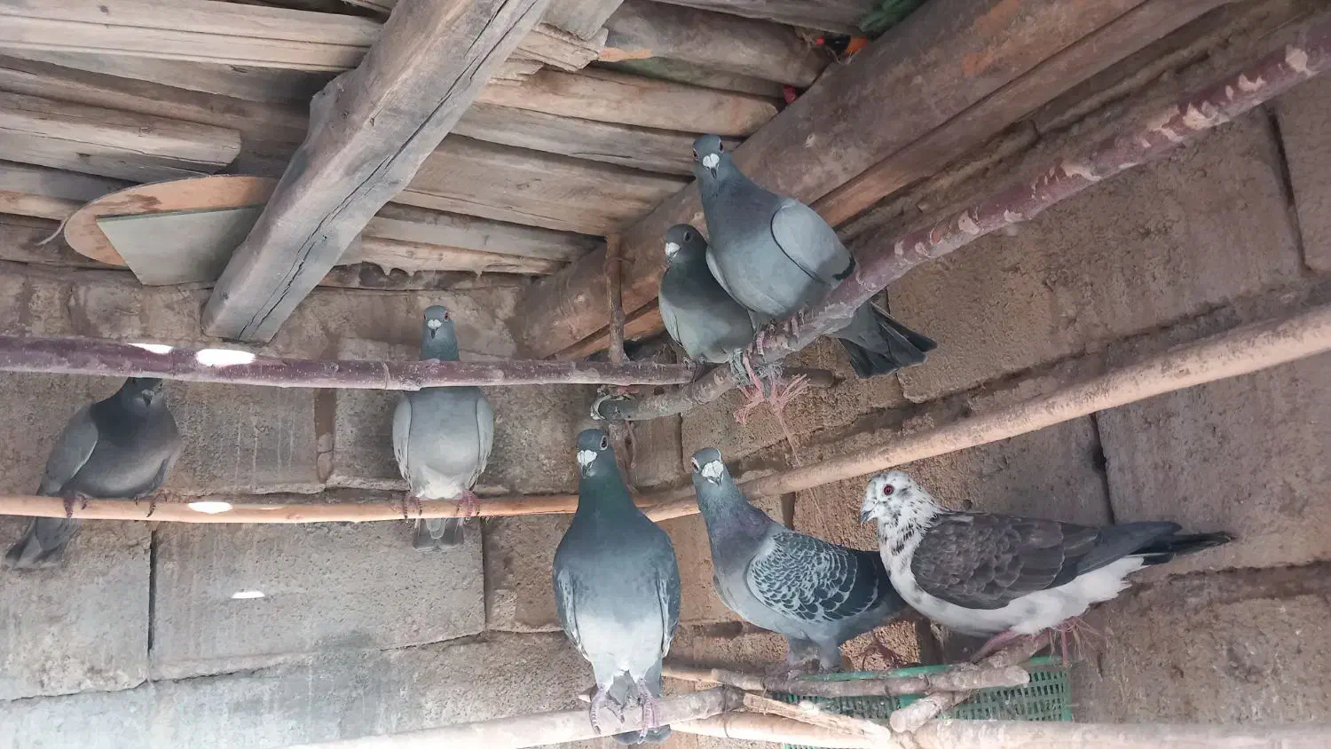 14 دوبر عکس نگاه حیوون تعریف تمجید نمیخواهد|پرنده|مشگین شهر, |دیوار