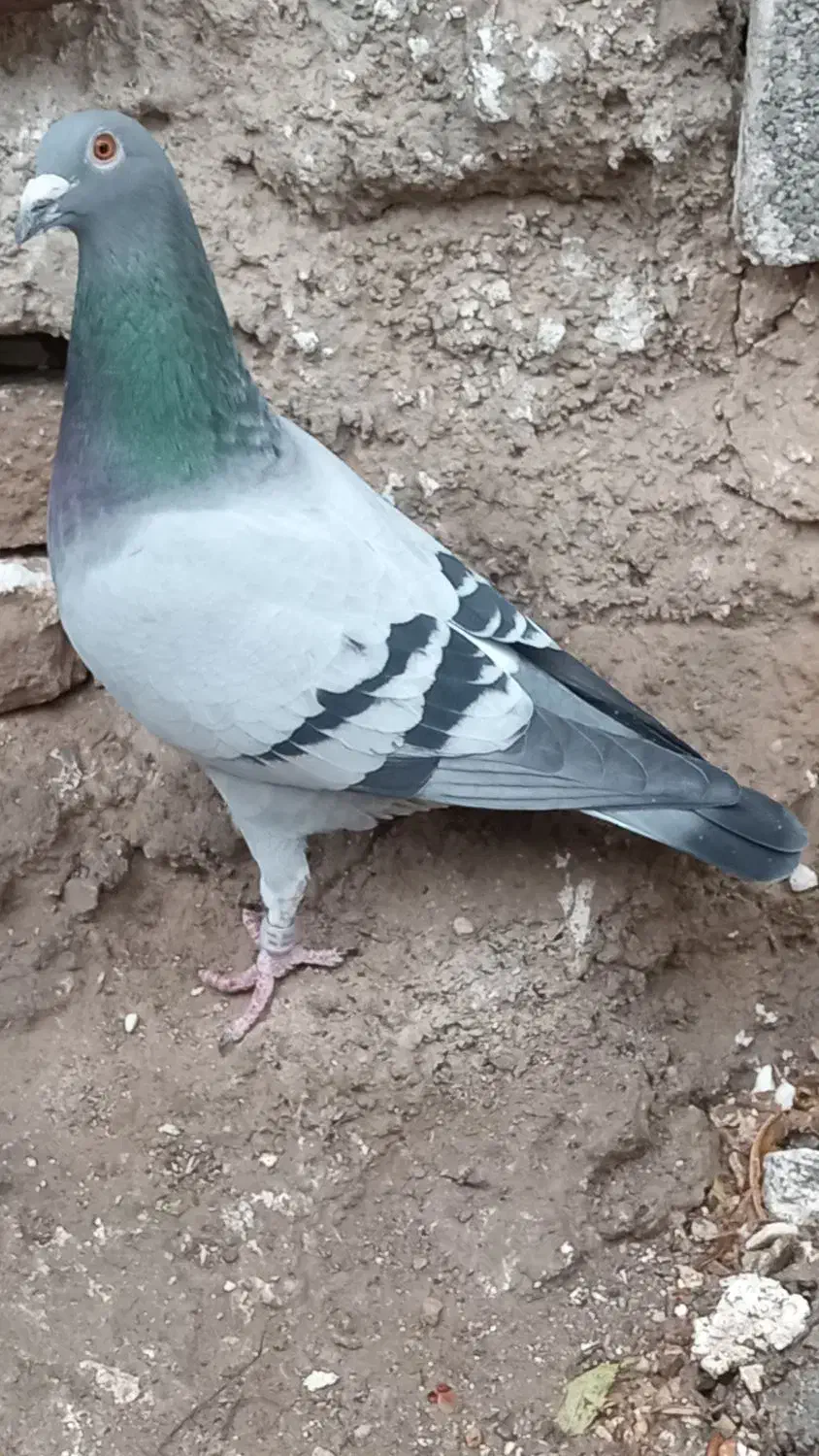 گبوترمسافتی|پرنده|مینودشت, |دیوار