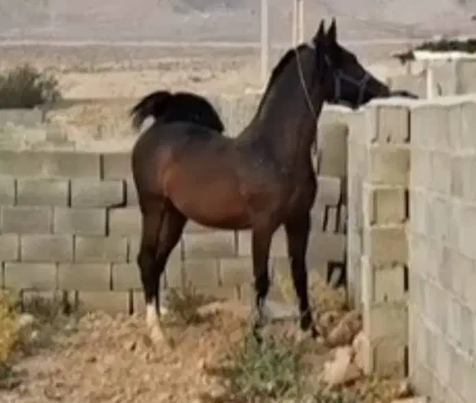 مرکز خرید و فروش اسب بصورت نقد و چکی|اسب و تجهیزات اسب‌سواری|شیراز, ارم|دیوار