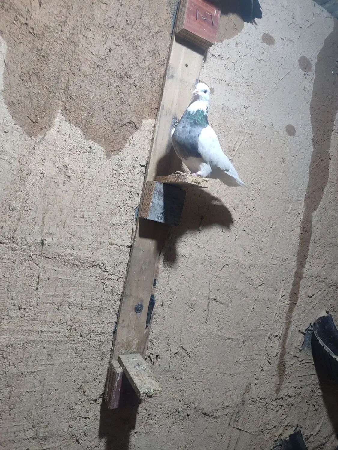 کبوتر طوقی و زاغ|پرنده|یاسوج, |دیوار