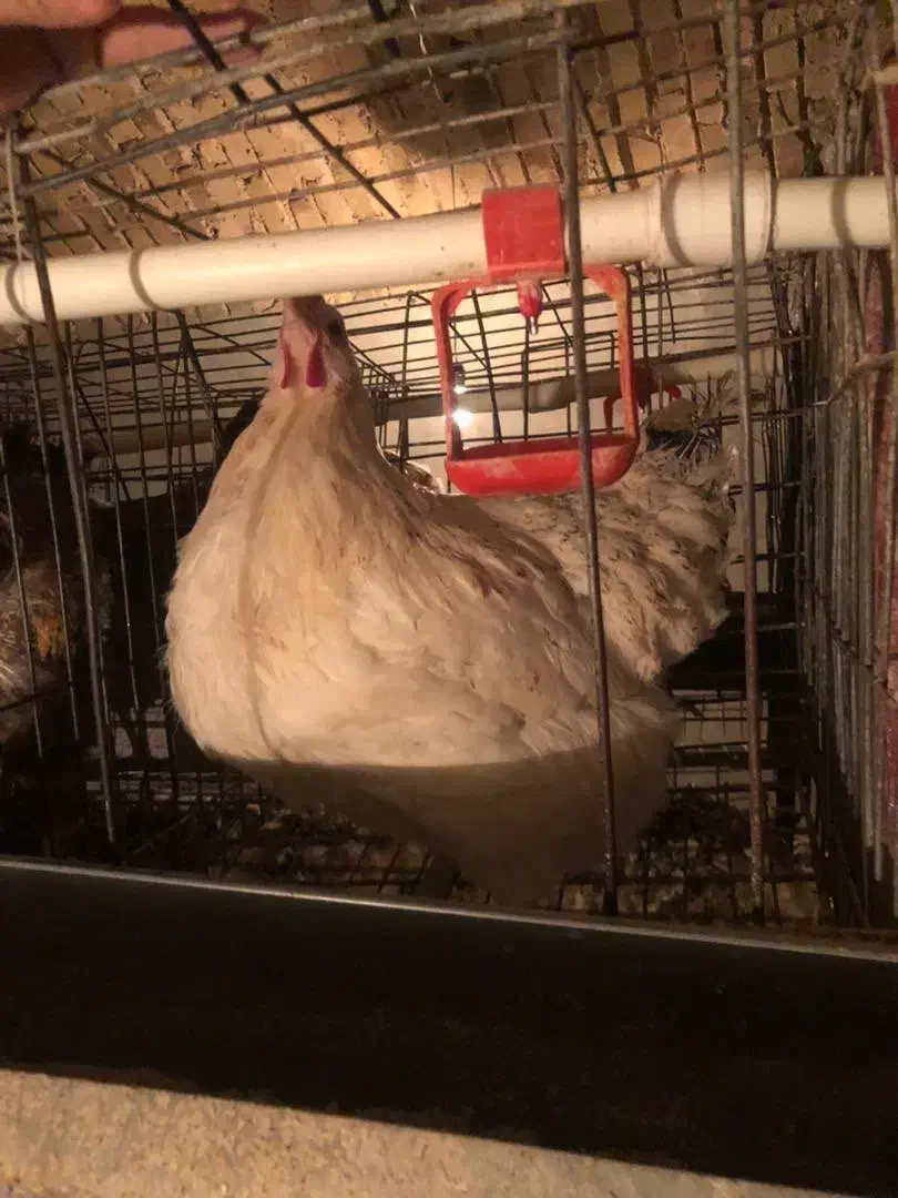 مرغ گلپایگان ۱ساله|حیوانات مزرعه|ماهدشت, |دیوار