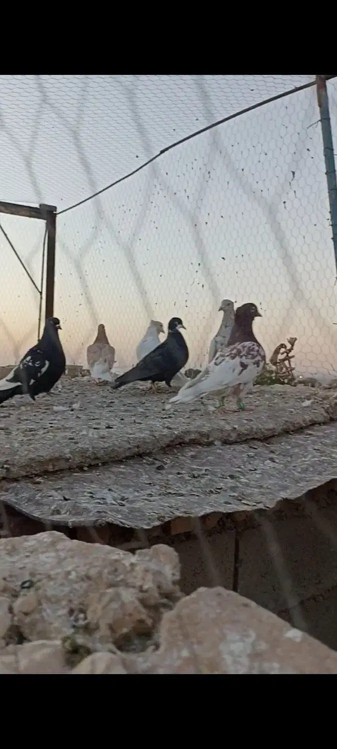 کفتر رنگی کبوتر پرشی|پرنده|تربت جام, میان جام|دیوار