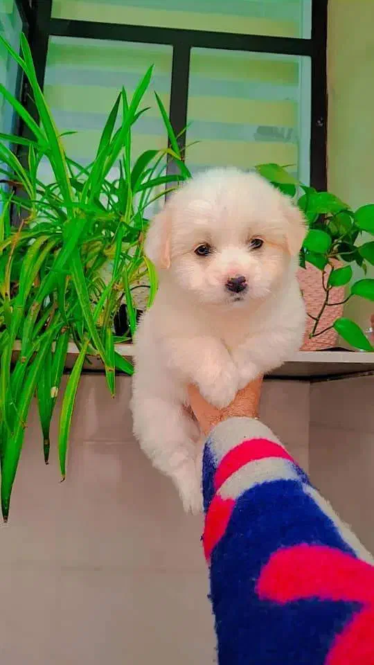 پودل کراس عروسکی|سگ|رشت, گلسار|دیوار