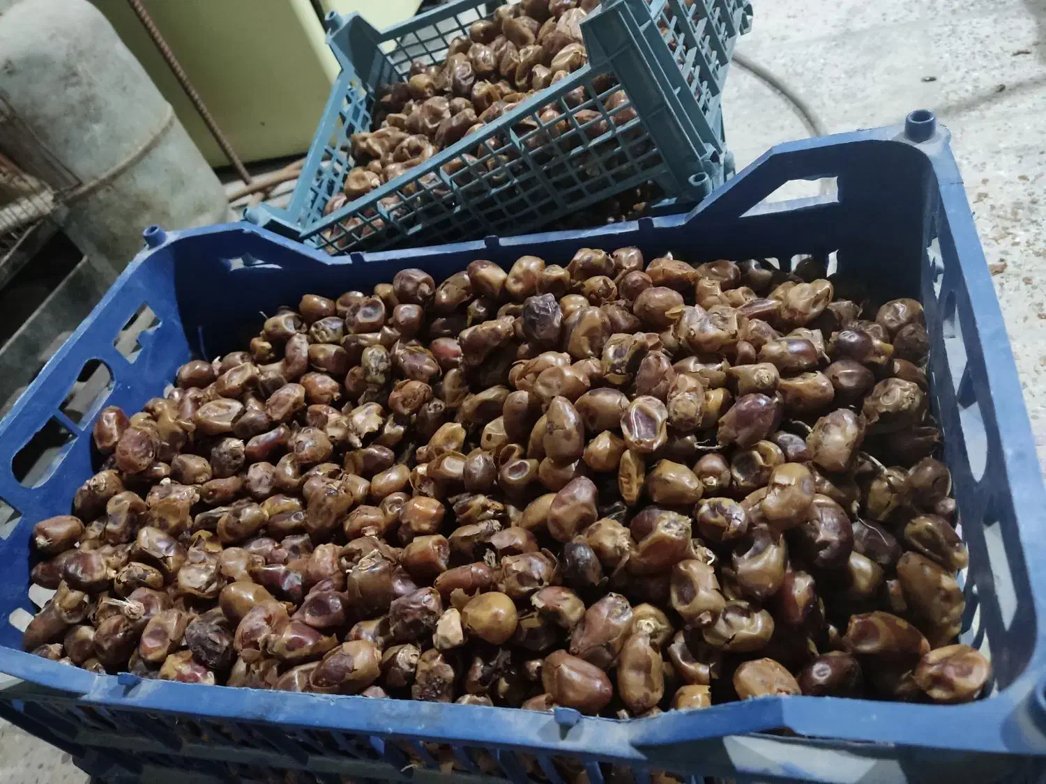 خرمای دام|لوازم جانبی حیوانات|شادگان, |دیوار