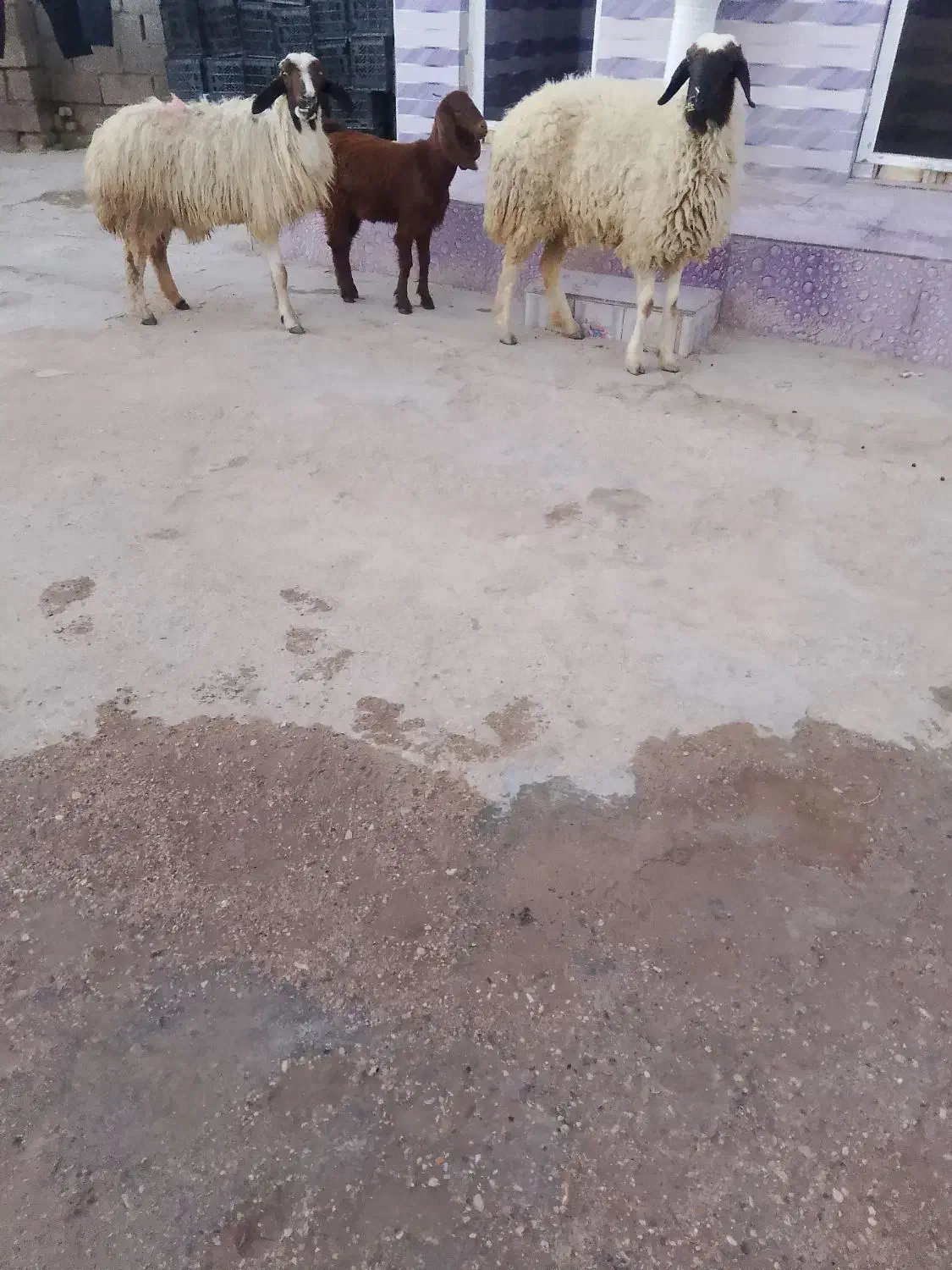 گوسفند بره|حیوانات مزرعه|اهواز, سیاحی(سه راه خرمشهر)|دیوار