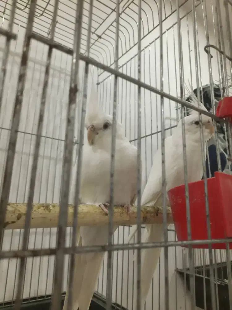 جفت مولد عروس هلندی آلبینو بالغ و اماده چشم شرابی|پرنده|گلستان (تهران), |دیوار