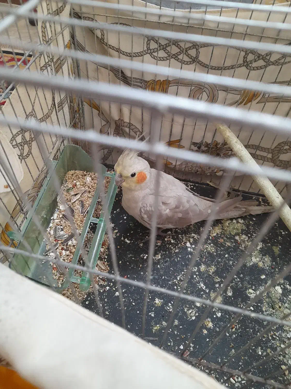 فروش فوری عروس هلندی نر آهویی جوان همراه با غذا|پرنده|قائمشهر, |دیوار