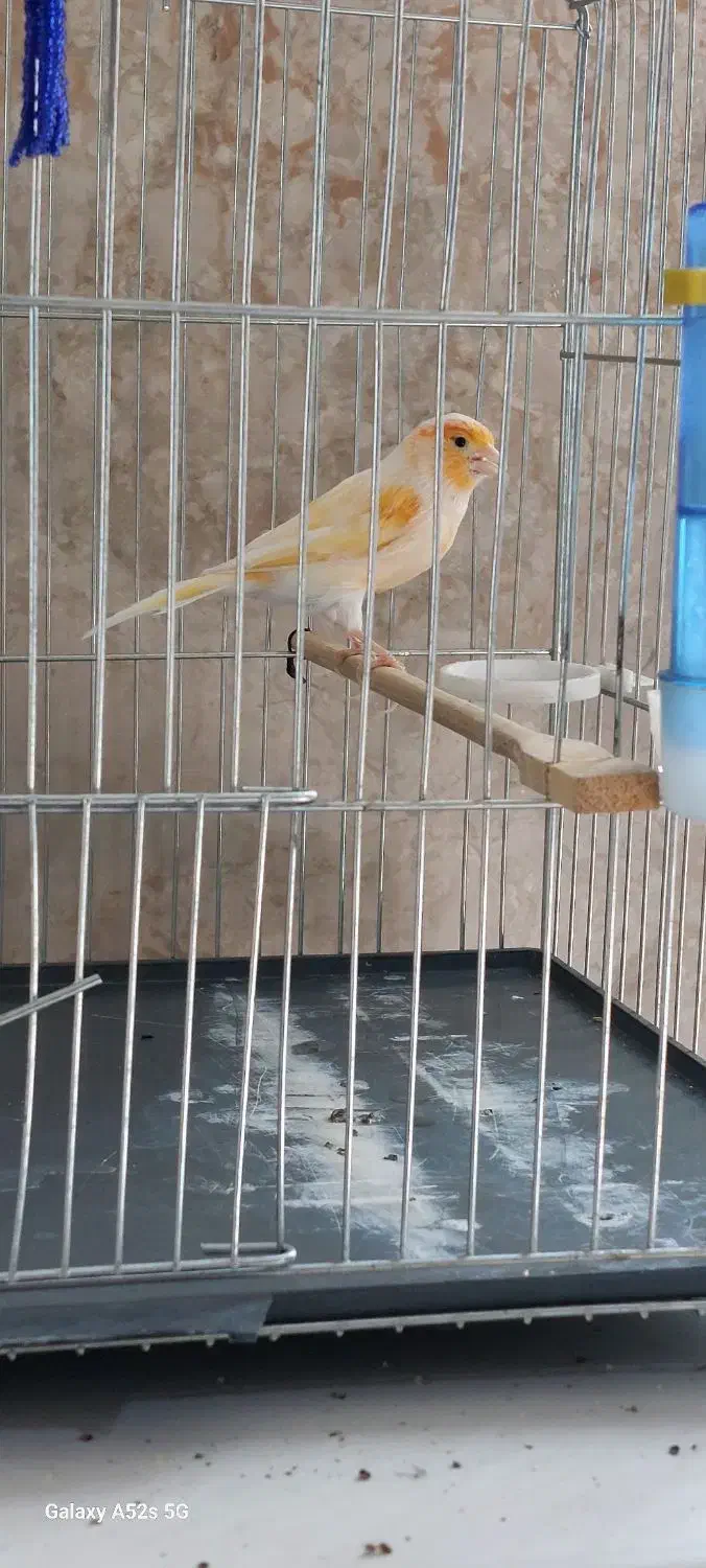 فروش قناری نر زیبا و بلند|پرنده|صحنه, |دیوار