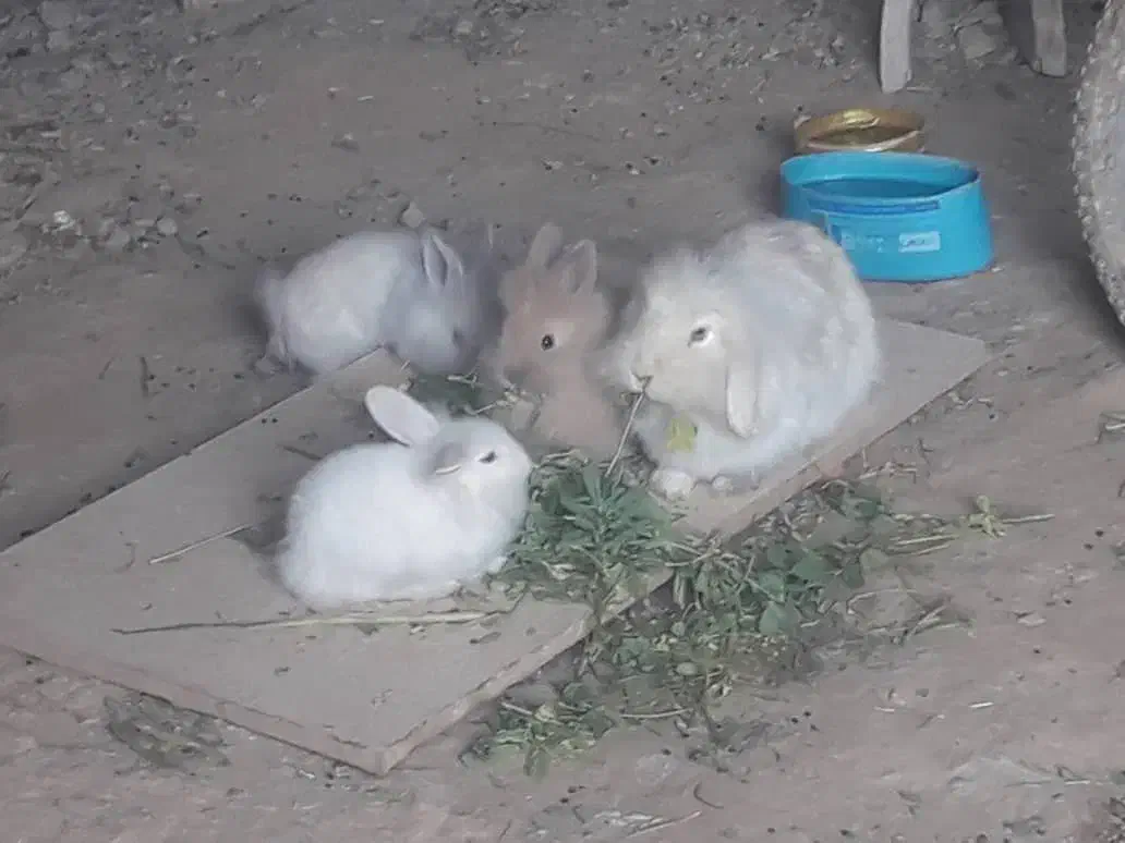 خرگوش لوپ|موش و خرگوش|مریوان, |دیوار