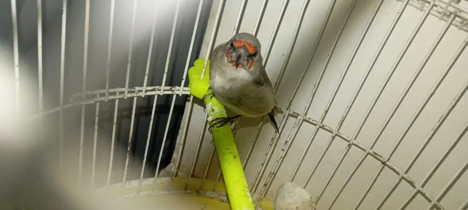 سهره کرمانی|پرنده|تربت جام, شهرک آزادگان|دیوار