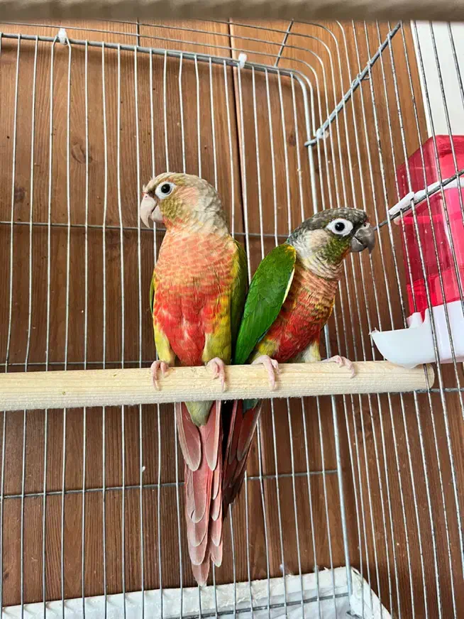 گیرینچیک رد|پرنده|تهران, جوانمردان (اندیشه)|دیوار