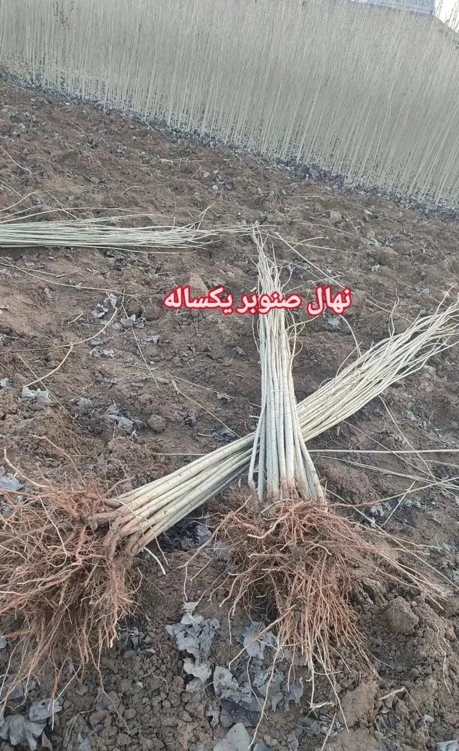 فروش انواع نهال‌های پیوندی و اصلاح شده|حراج|ساری, |دیوار