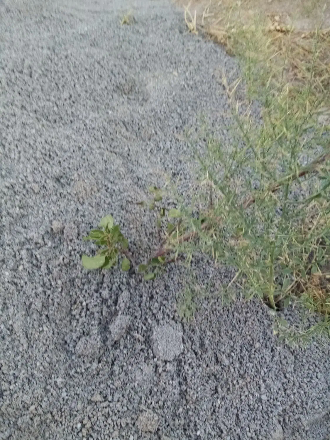 زمین فروشی دور دیوار. حاشیه جاده. یزدان اباد سفلی|فروش زمین و ملک کلنگی|قوچان, |دیوار