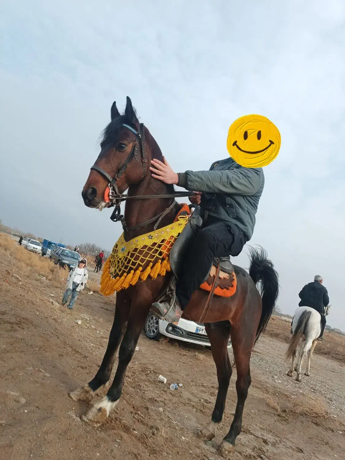 اسب|اسب و تجهیزات اسب‌سواری|میاندوآب, |دیوار