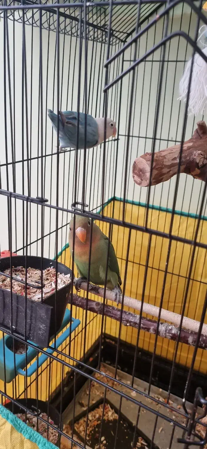 طوطی برزیلی|پرنده|سنندج, |دیوار