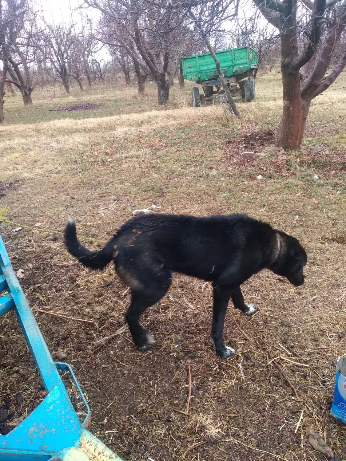 سگ نر|سگ|میاندوآب, |دیوار